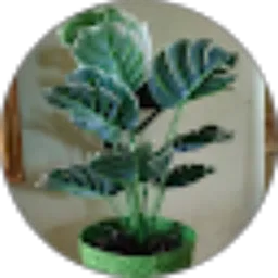 Review From Anggi ADR