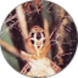 Review From CHOIR_ONE 87