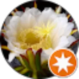 Review From Trie Ghon