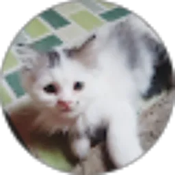 Review From aris surharman