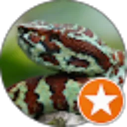 Review From Yaki Tomohon