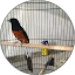 Review From gugun teyak