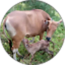 Review From Alit Arnawa Channel