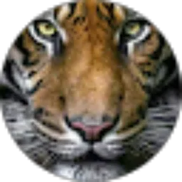 Review From S. Wijaya