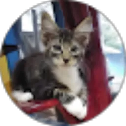 Review From Farida Fardani Azzukhruf