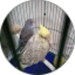 Review From Anto Terbibil