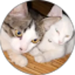 Review From Sii Kitty