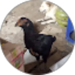 Review From Na mora Di holong