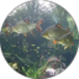 Review From galuh sumarnis