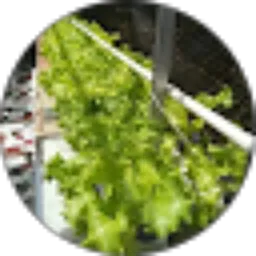 Review From Sobat Hijau