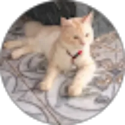 Review From imam makruf