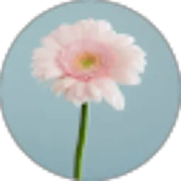 Review From Hanifah Salzabilah