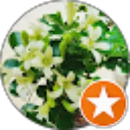 Review From Yanni N