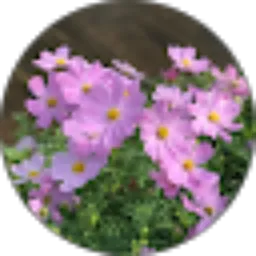 Review From emilia jackson