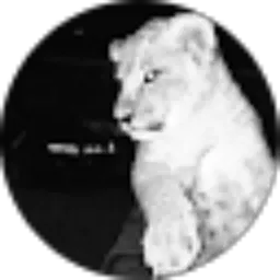 Review From Alex 088