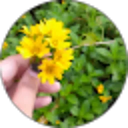 Review From Annisa wulandari