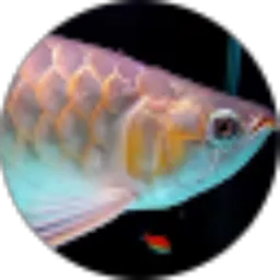 Review From kirim dungo