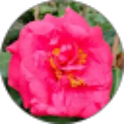 Review From Tata_ Chenorra