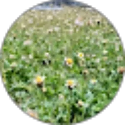 Review From Silva Indira