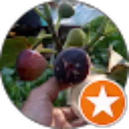 Review From Ancha farm 86