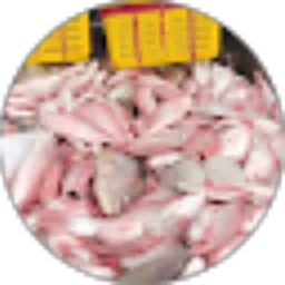 Review From Nan Japara