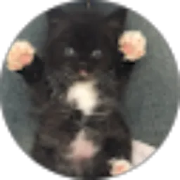 Review From Kucing Kucingan