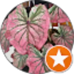 Review From Purnama Florist