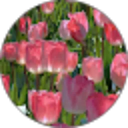 Review From Clarissa Putri Monica