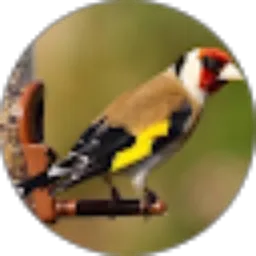 Review From Purnomo phe