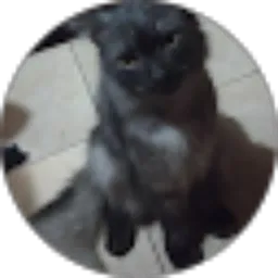 Review From Kang Yori