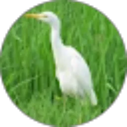 Review From san san