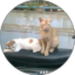 Review From bintani hanjaya