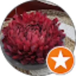 Review From Iga Zulfia