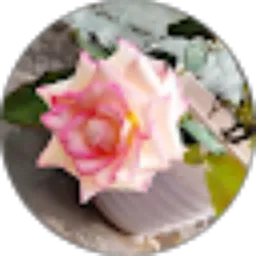 Review From Nouli Abidah