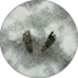 Review From Uly Putri