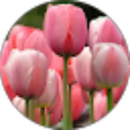 Review From Asma Yulia