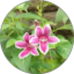 Review From Syabrianti Mustakim