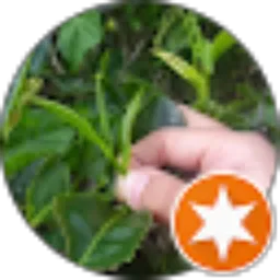 Review From Budi Kurniawan