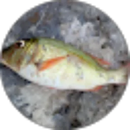 Review From Dovan Fishing