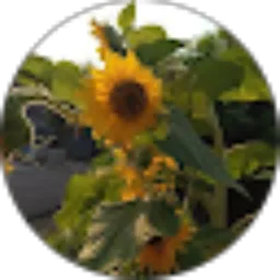 Review From Si Gendis