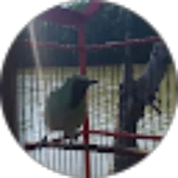 Review From Tjah Loor