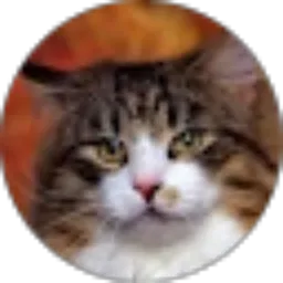 Review From Tjiptandi Tjipta