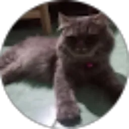 Review From Gendon Cat