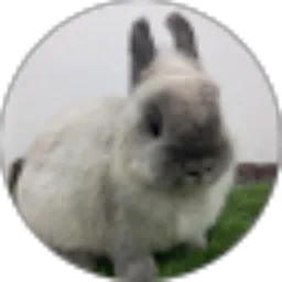 Review From Rabbit Growth