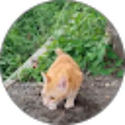 Review From doshi risnanda