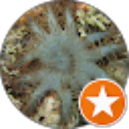 Review From brando ngex