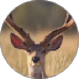 Review From Anugerah Adhy Nugraha