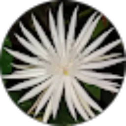 Review From Basunjaya Rizquna