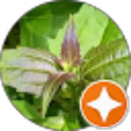 Review From fikar fay