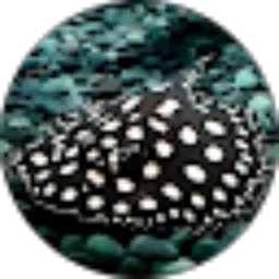 Review From Shelwin Dharma